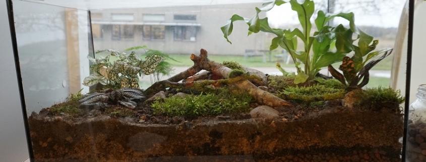 Comment Transformer Un Aquarium En Terrarium