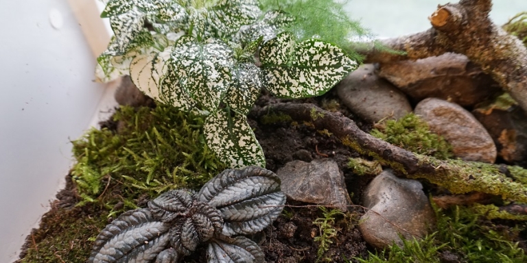 Comment Transformer Un Aquarium En Terrarium